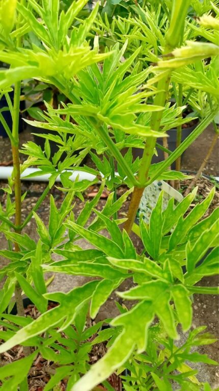 Svarthyll "Golden Tower" 30/50 cm 3 l potte