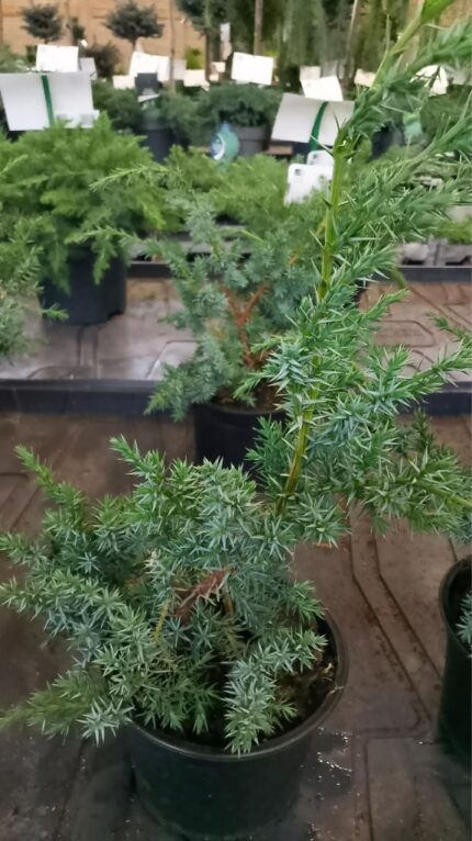 Blåeine "Blue Alps"  20/30 cm 1 L