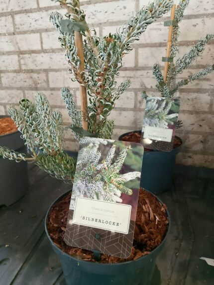 Koreagran "silberlocke"   30/40 cm  2,5 L potte