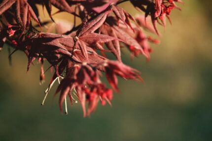 Japansk lønn "Atrolineare", str. 50/60 cm, 3 l. pottestr.
