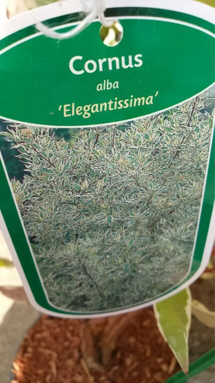 Kornell "Elegantissima"  40/50   3 l potte