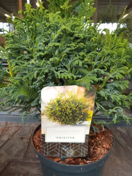 Sypress "Brigitte"  15/20 cm  2,5 l potte