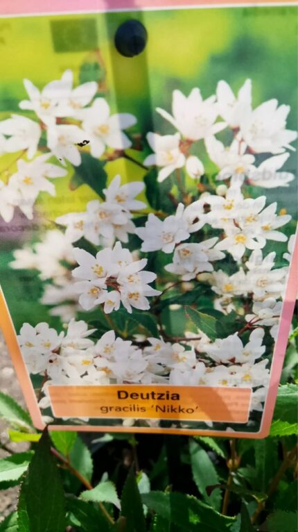 Småstjernetopp "gracilis Nikko"  20/25  2 l potte