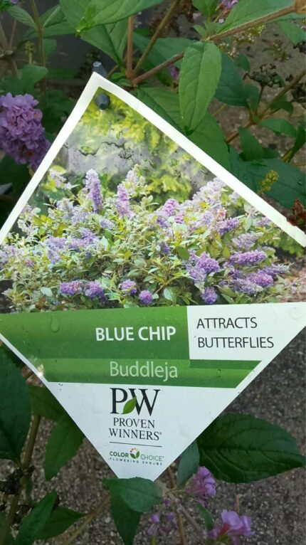 Sommerfuglbusk "Blue Chip"   3+/40 cm  3 l potte