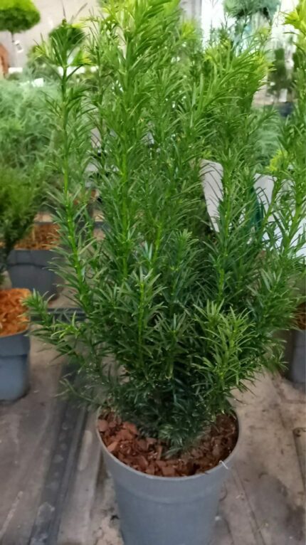 Barlind "Groenland" 2025 40-50cm 2L potte