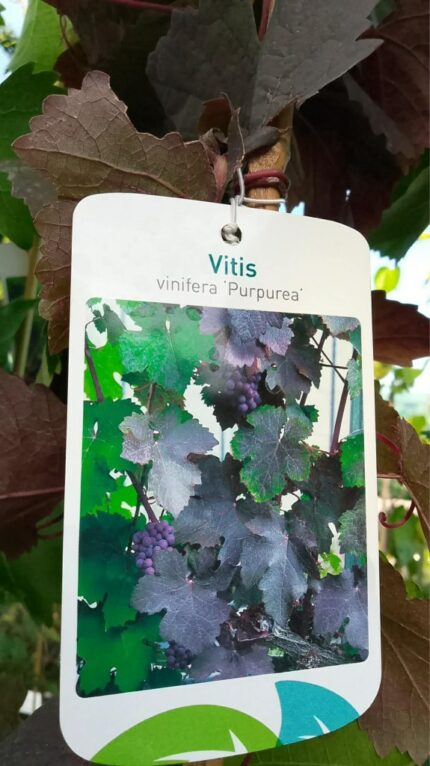 Drue "Purpurea"  80/100 cm   2 l potte