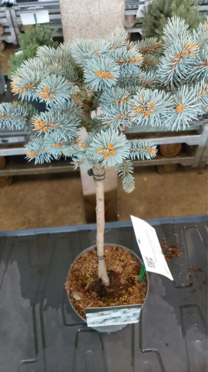 Blågran/coloradogran   "Glauca Globosa"  oppstammet 40 cm 5 l potte
