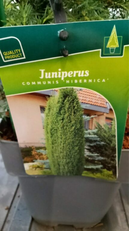 Søyleiene  30/40  cm   2 L potte