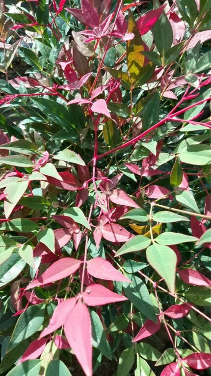 Himmelsk bambus Nandina dom. " Obsessed " 25/30  cm  3 l potte