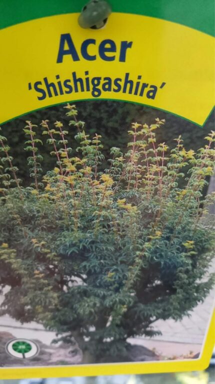 Japansk lønn " 'Shishigashira'  60/80  cm  5 l potte