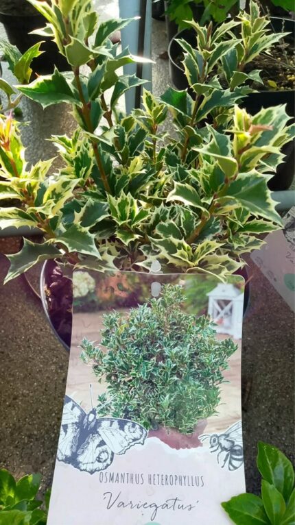 Osmanthus "Variegatus"  25/30 cm  3 l potte