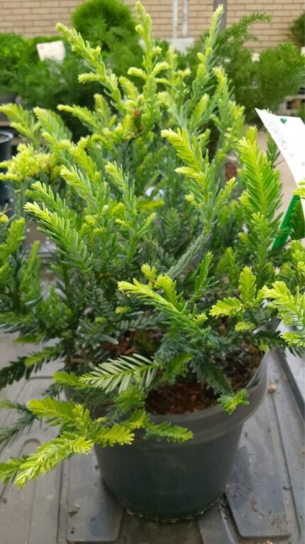 Sequoia semp "adpressa" 2025 25-30cm 3L potte
