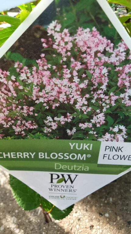 Sjternetopp "Yuki Cherry Blossom"  20/30 cm 2 l potte