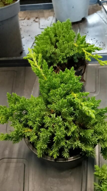 Krypeine "procumbens nana"  20/30 cm 1 L