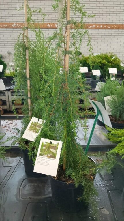 Søyleeine (hengende) "Oblonga Pendula" 70/80 cm  3 L potte