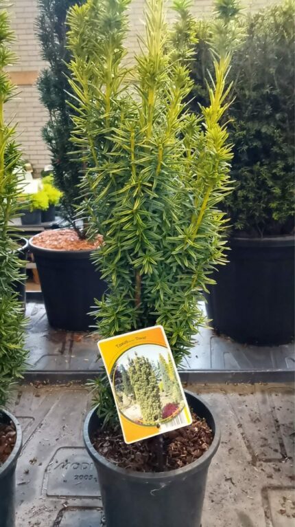 Barlind "Fastigiata Aurea " 50/60 cm  3 L potte