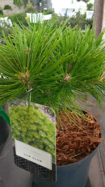 Furu "low glow"  20/25  2,5 L