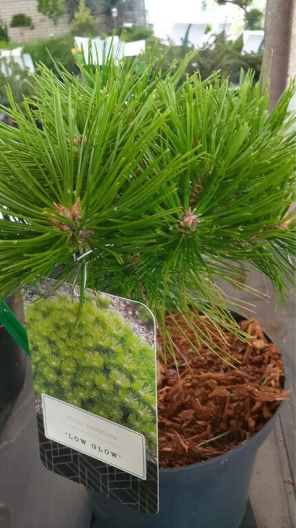 Furu "low glow"  oppstammet 60 cm  10 L potte