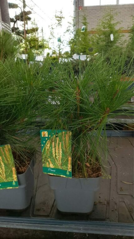 Furu " Alice Verkade  20/30 cm  2 l potte