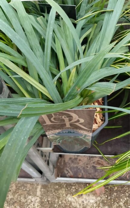 Prydgress Carex "Bunny Blue"  2 l potte