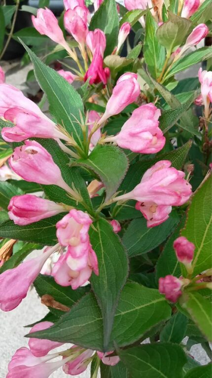 Klokkebusk "All summer peach"  25/30 cm 3 l potte