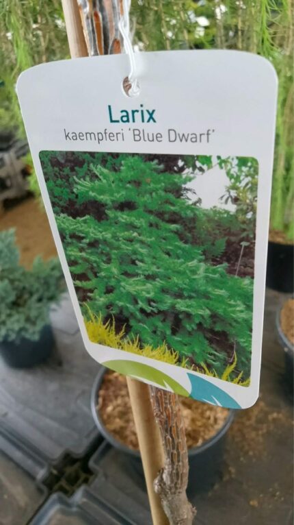 Japansk lerk "Blue Dwarf" oppstammet 80 cm  5 L Potte