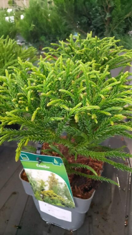 Cryptomeria "Little champion" 20/25 2 L potte
