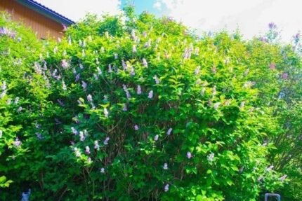 Fjellsyrin - Syringa wolfii ‘San’ / 2025 / E, pottestr. 1,5 l./ ungplante