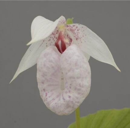 Hageorkide -Cypripedium formosanum