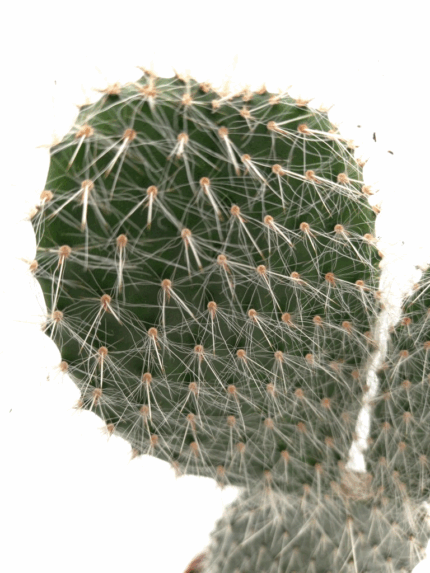 Fikenkaktus (opuntia)