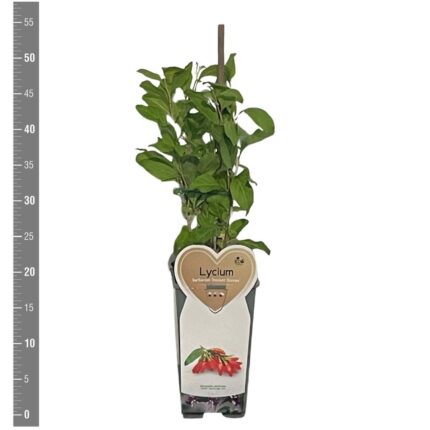 Gojibær "Lycium Barbarum"  3 l potte-1