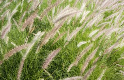 Calamagrostis brachytricha  korenask hagerørkvein  potte 9 cm