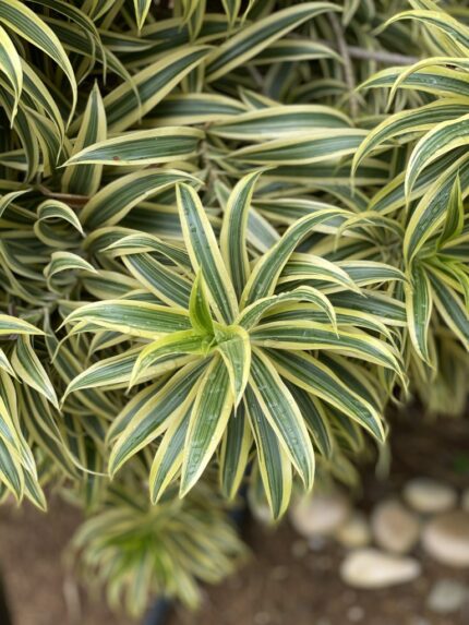 Yucca Gloriosa "citrus twist"  30/40 cm 5 l potte