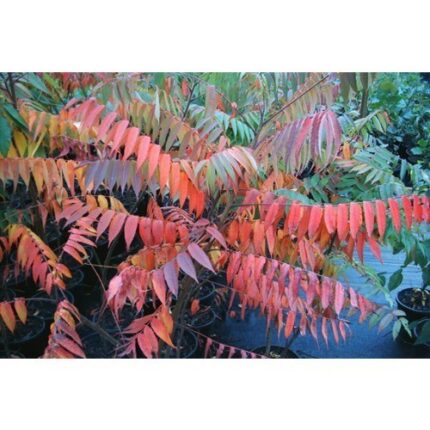 Hjortesumak, Rhus T. Laciniata, 7,5 liter potte sh. 150 cm