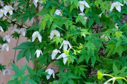 Norsk Klematis Sibirca "Hulder" E-plante, 4,5 liter