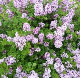 Syrin "Palibin" oppstammet, stammehøyde 50 cm, 10 liter