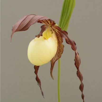 Hageorkide -Cypripedium kentuckiense