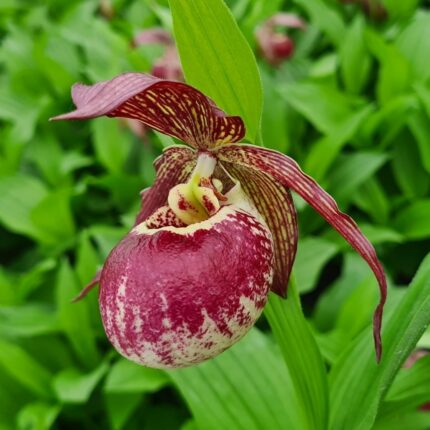 Hageorkide -Cyp. kentuckiense x corrugatum