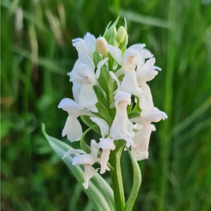 Hageorkide -Dactylorhiza  Majalis Alba