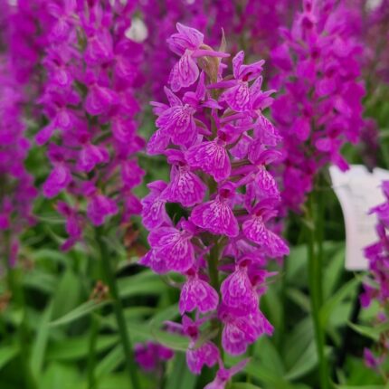 Dactylorhiza  majalis x foliosa