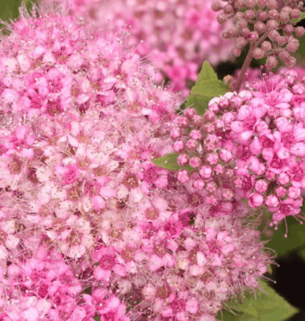 Prinsessespirea "Manon"