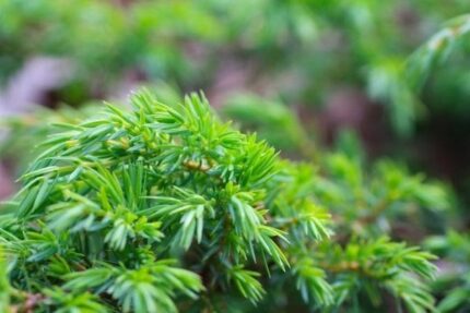 Norsk eine "Kyst" 25 -30 cm, 3,5 liter, E-plante