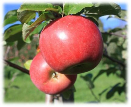 Eple "NANNA" 10L , 160-180 CM