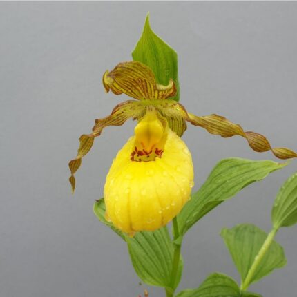 Hageorkide - Cyp. planipetalum x fasciolatum