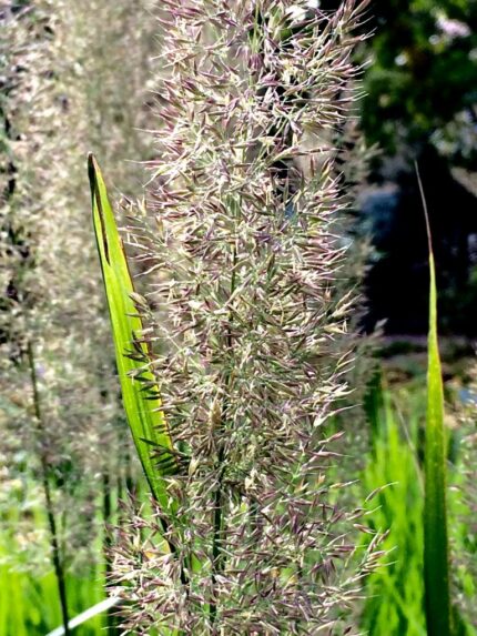 Hagerøyrkvein potte p 9