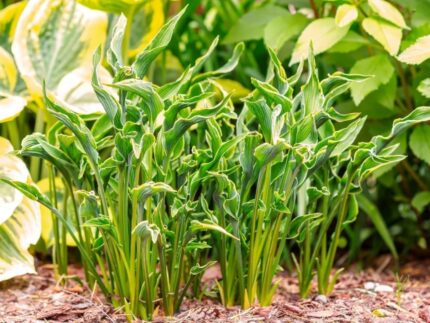 Hosta " Praying hands"  11 cm potte