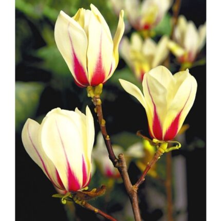 Magnolia "Sunrise"   40/50 5 l potte