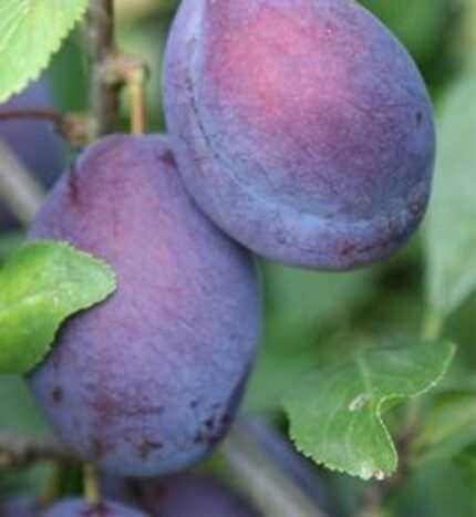 Prunus d. 'The Czar' / ca.120cm / 5Lpotte