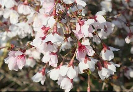Prunus incisa 'Kojou-no-mai' / 40-50cm / 3Lpotte