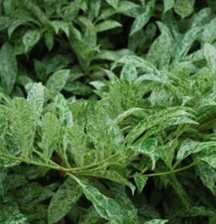 Prunus l. 'Marbled White'